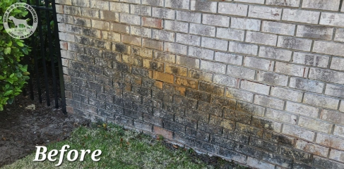 Moss Problem